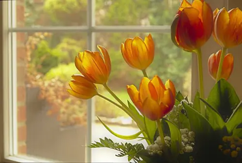 Garden-Windows--in-Amargosa-Valley-Nevada-garden-windows-amargosa-valley-nevada.jpg-image